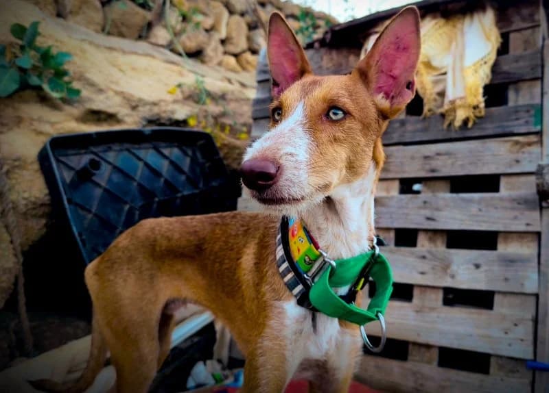 Rio, male puppy Podenco for adoption at description, AL Ridderkerk