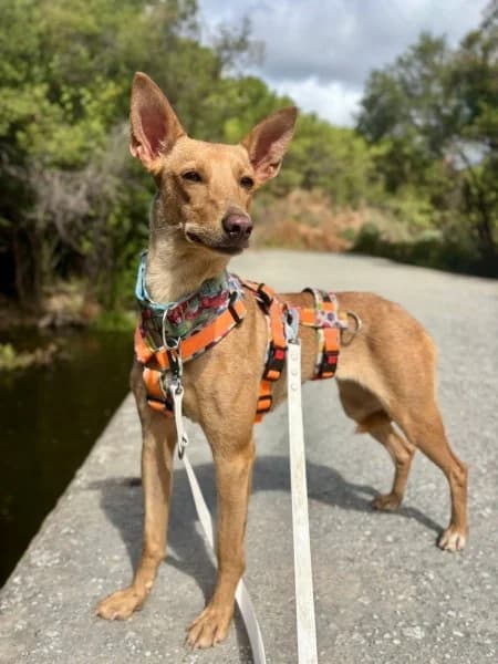 Thelma, female young Podenco for adoption at description, AL Ridderkerk