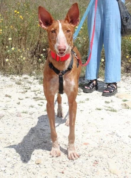 Linda, female 3yo Podenco for adoption at description, AL Ridderkerk