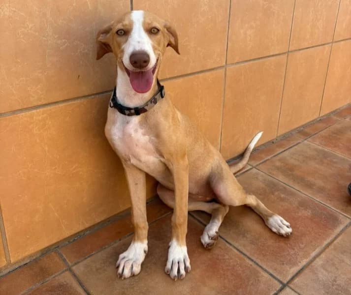 Astrid, female puppy Podenco for adoption at description, AL Ridderkerk