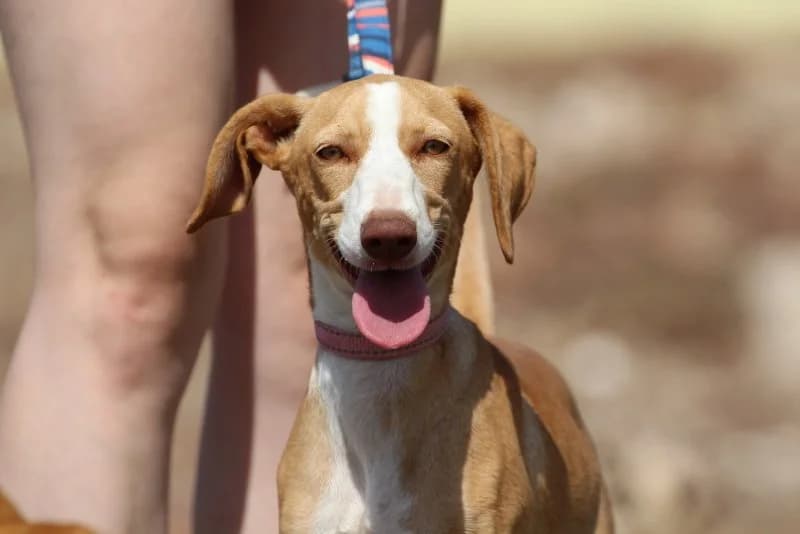 Astrid, female puppy Podenco for adoption at description, AL Ridderkerk