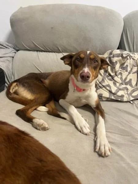 Sila, female young Podenco for adoption at description, AL Ridderkerk