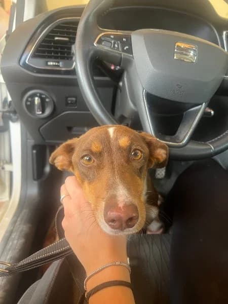 Sila, female young Podenco for adoption at description, AL Ridderkerk