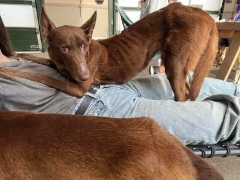 Nora, female 5yo Podenco for adoption at description, AL Ridderkerk