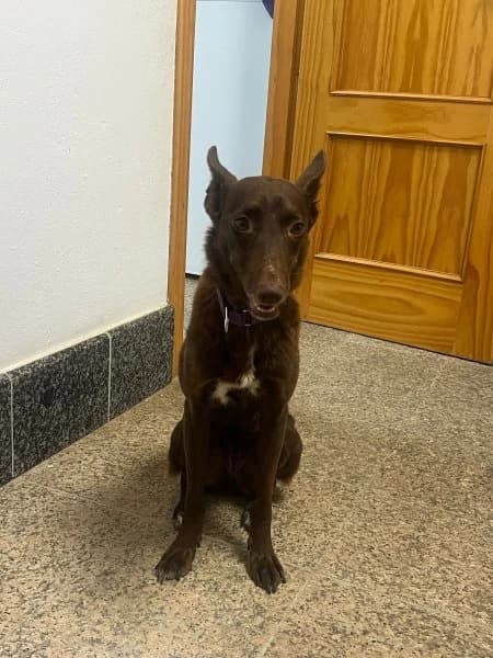 Nora, female 5yo Podenco for adoption at description, AL Ridderkerk