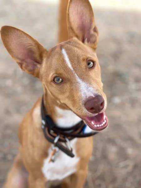 Bingo, male puppy Podenco for adoption at description, AL Ridderkerk