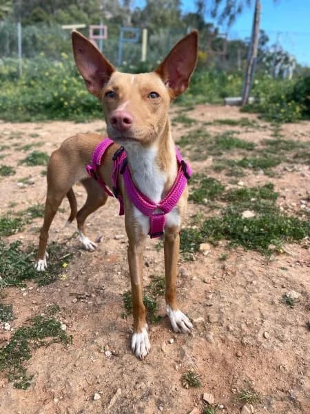 Skadi, female young Podenco for adoption at description, AL Ridderkerk