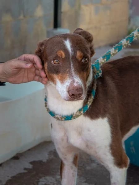 Tabletón, male 5yo Podenco for adoption at description, AL Ridderkerk