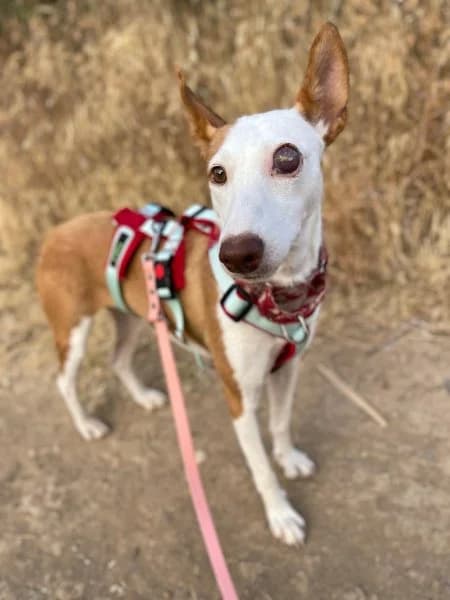 Willow, female young Podenco for adoption at description, AL Ridderkerk