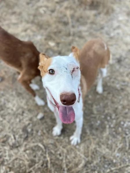 Willow, female young Podenco for adoption at description, AL Ridderkerk