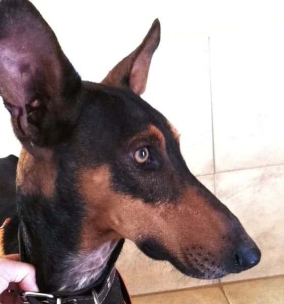 Bitu, male young Podenco for adoption at description, AL Ridderkerk