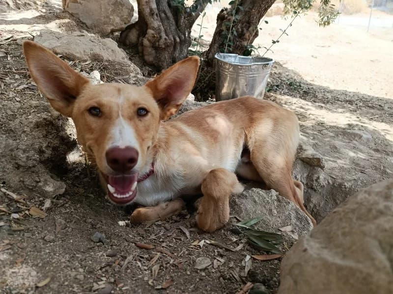 Sirocco, male young Podenco for adoption at description, AL Ridderkerk