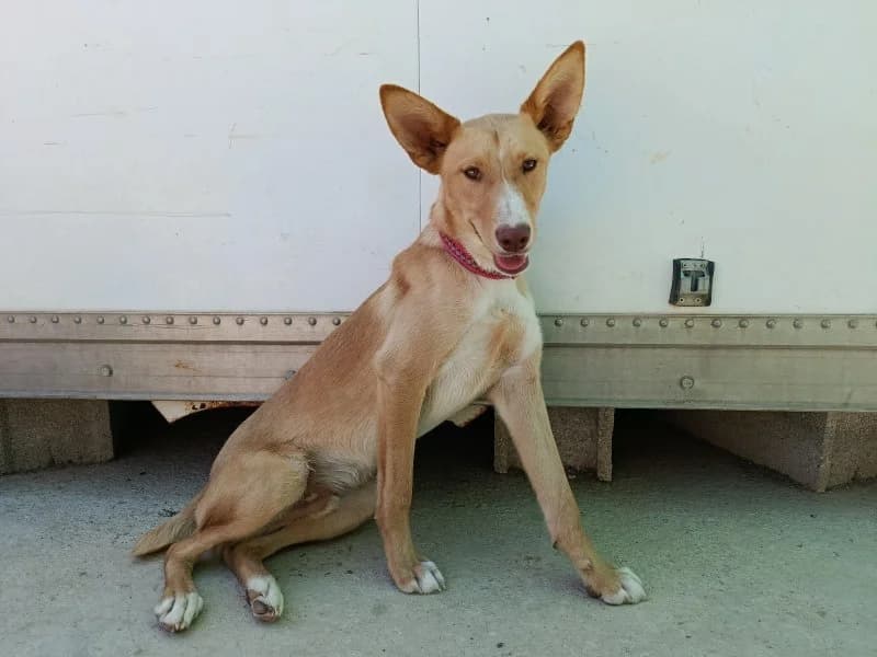 Sirocco, male young Podenco for adoption at description, AL Ridderkerk