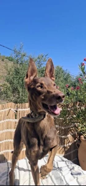 Coffee, male senior Podenco for adoption at description, AL Ridderkerk