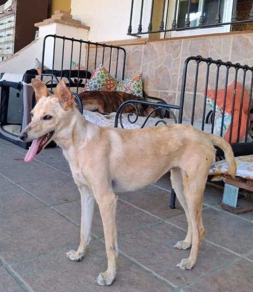 Bruni, female 3yo Podenco for adoption at description, AL Ridderkerk