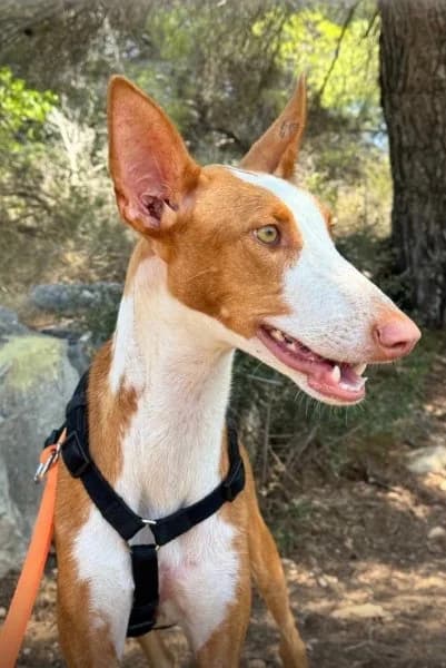 Guapita, female young Podenco for adoption at description, AL Ridderkerk