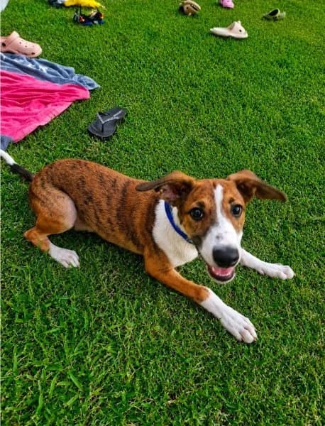 Rocco, male puppy Podenco for adoption at description, AL Ridderkerk