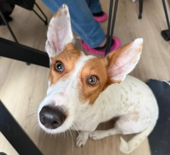Miro (NL), male 6yo Podenco for adoption at description, AL Ridderkerk