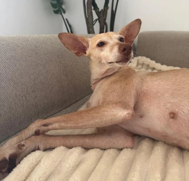 Lucia, female senior Podenco for adoption at description, AL Ridderkerk