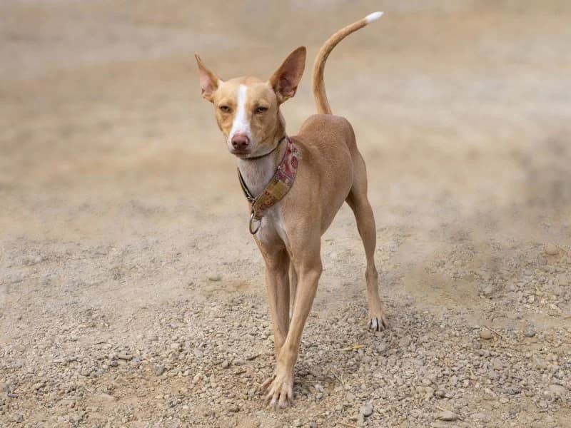 Harley, male young Podenco for adoption at description, AL Ridderkerk