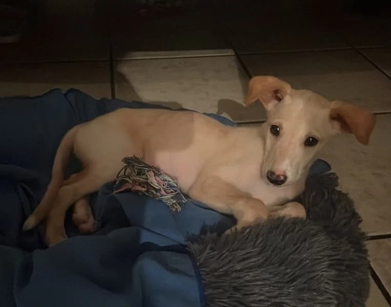 Rafa, male puppy Podenco for adoption at description, AL Ridderkerk