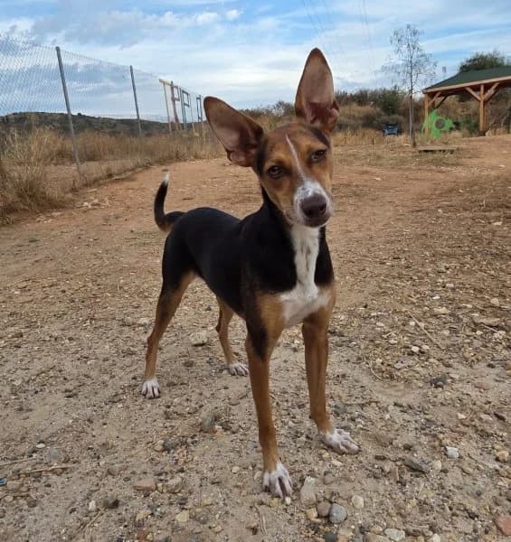 Zack, lichtbruin male young Podenco for adoption at description, AL Ridderkerk
