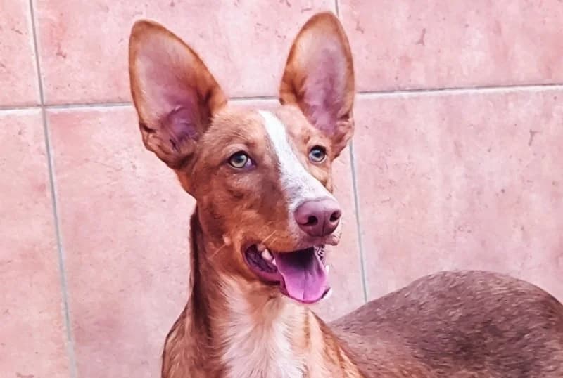 Pancho, male puppy Podenco for adoption at description, AL Ridderkerk