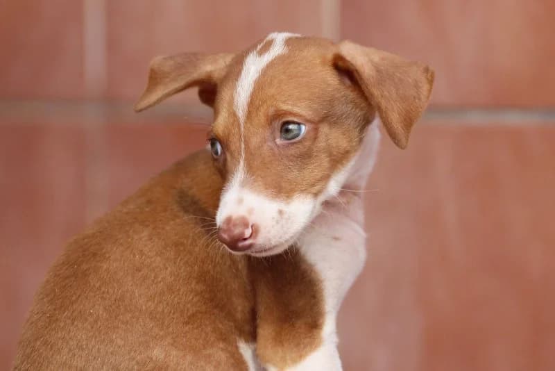 Hubert, male puppy Podenco for adoption at description, AL Ridderkerk
