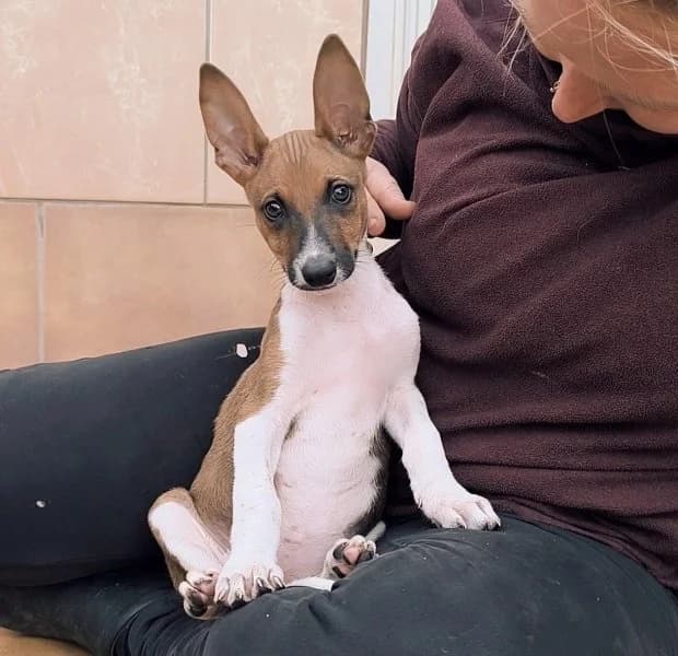 Heddy, female puppy Podenco for adoption at description, AL Ridderkerk