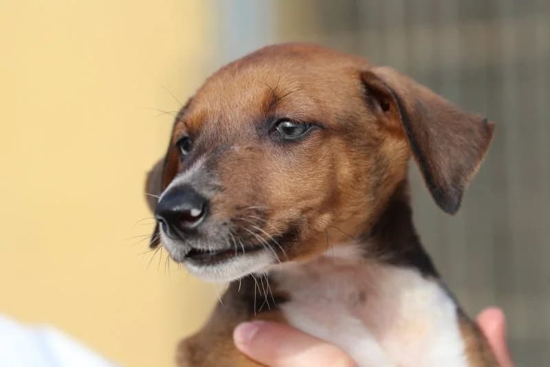 Hugo, male puppy Podenco for adoption at description, AL Ridderkerk