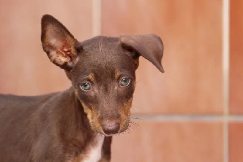 Hilde, female puppy Podenco for adoption at description, AL Ridderkerk