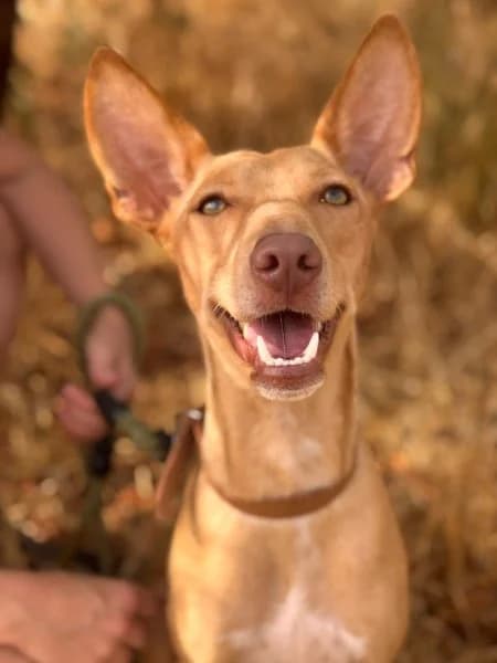 Cody, male young Podenco for adoption at description, AL Ridderkerk