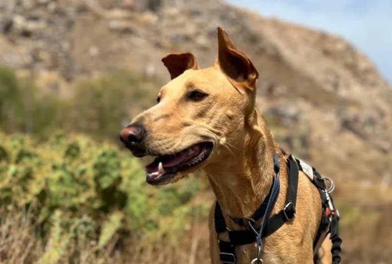 Enya, wit female senior Podenco for adoption at description, AL Ridderkerk
