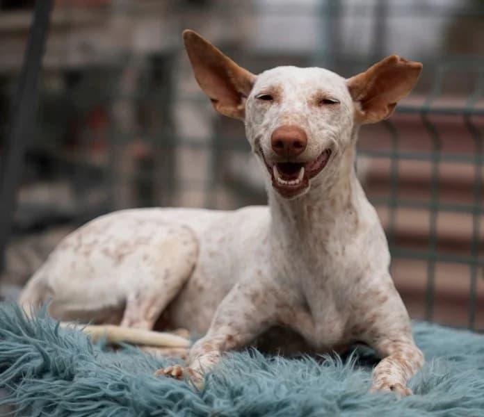 Selena, female 3yo Podenco for adoption at description, AL Ridderkerk