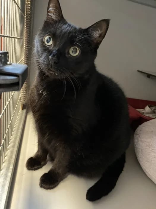 Rowena, zwart female senior Mixed Breed for adoption at De Poezenboot, Amsterdam