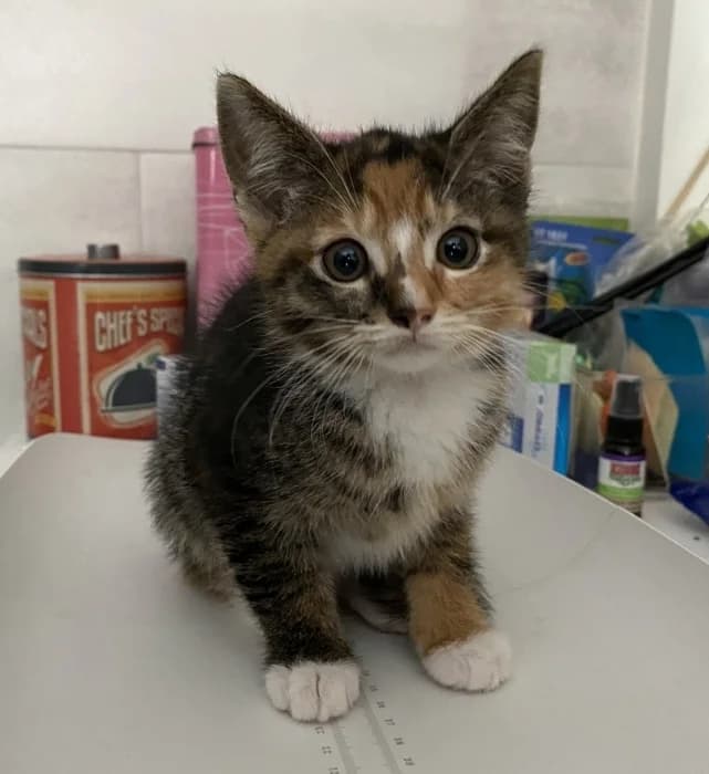 Nanette en Nianne, female puppy Mixed Breed for adoption at De Poezenboot, Amsterdam