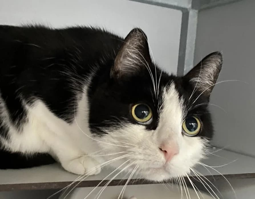 Torso, male Mixed Breed for adoption at De Poezenboot, Amsterdam