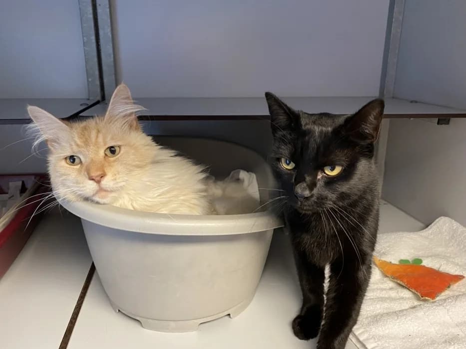 Sami en Guusy, 3yo Mixed Breed for adoption at De Poezenboot, Amsterdam
