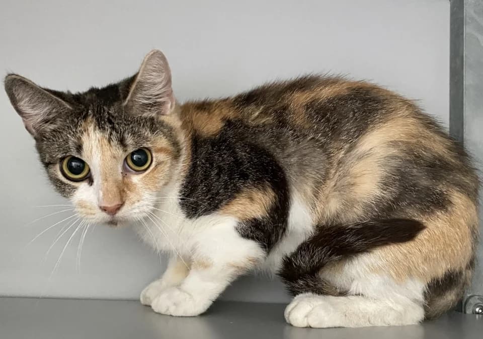 Paloma, female 3yo Mixed Breed for adoption at De Poezenboot, Amsterdam