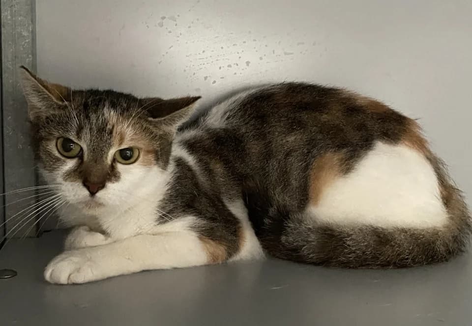 Pixie, female young Mixed Breed for adoption at De Poezenboot, Amsterdam