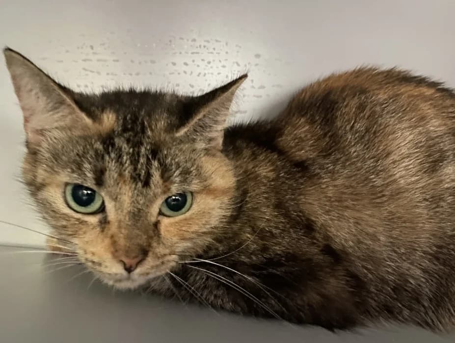 Pica, female young Mixed Breed for adoption at De Poezenboot, Amsterdam