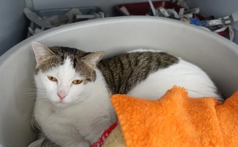 Sans, male senior Mixed Breed for adoption at De Poezenboot, Amsterdam