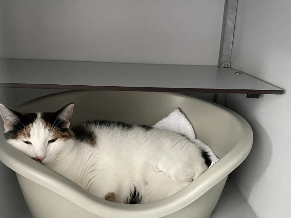 Toetske, female Mixed Breed for adoption at De Poezenboot, Amsterdam