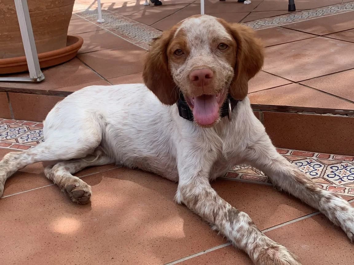 Blaze, male puppy Mixed Breed for adoption at Stichting Puppy Rescue Team