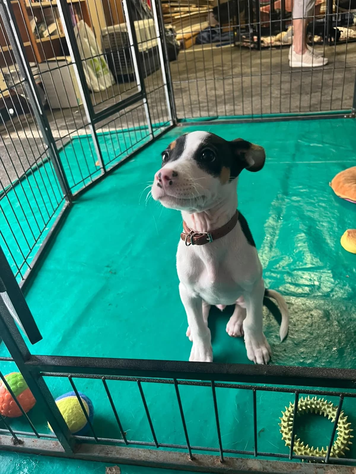 Chico, male Mixed Breed for adoption at Stichting Puppy Rescue Team