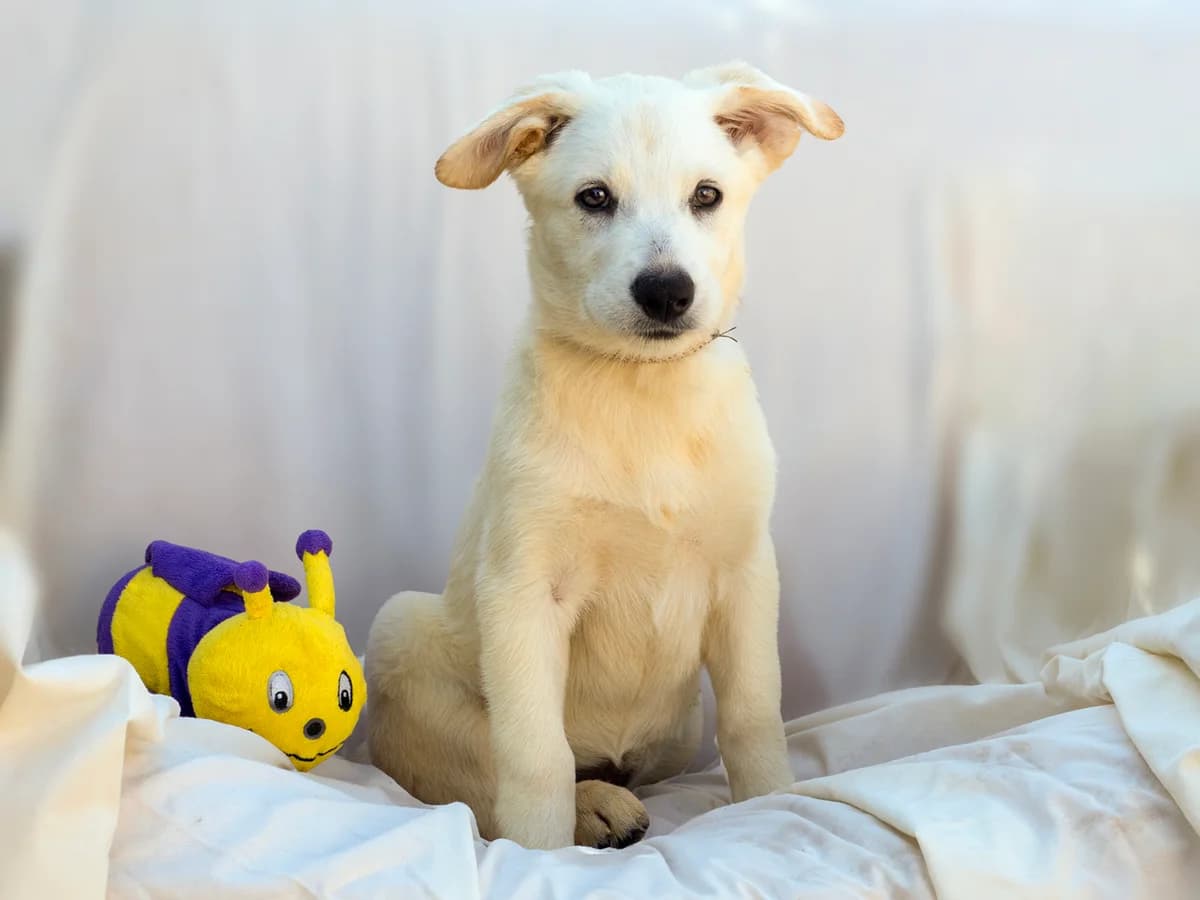 Claudia, female puppy Mixed Breed for adoption at Stichting Puppy Rescue Team