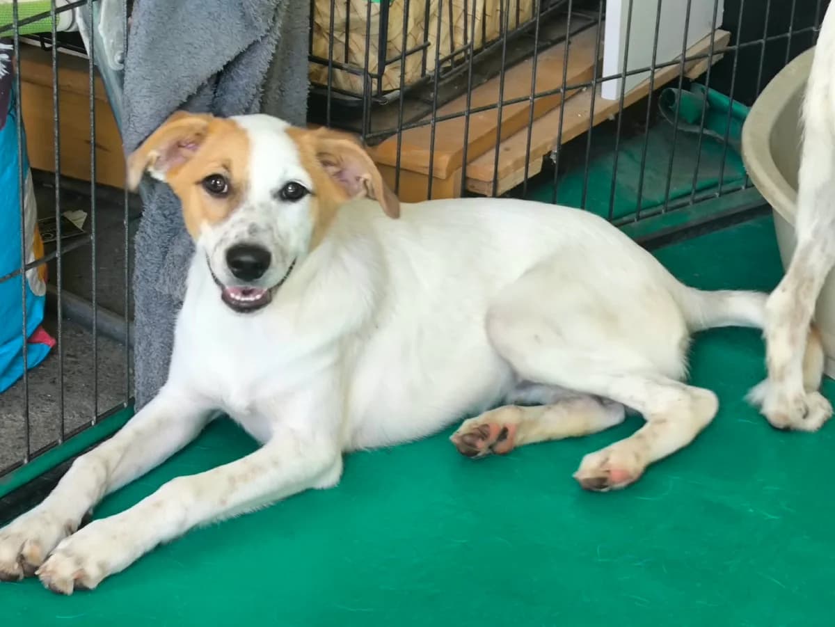 Coco1, male puppy Mixed Breed for adoption at Stichting Puppy Rescue Team