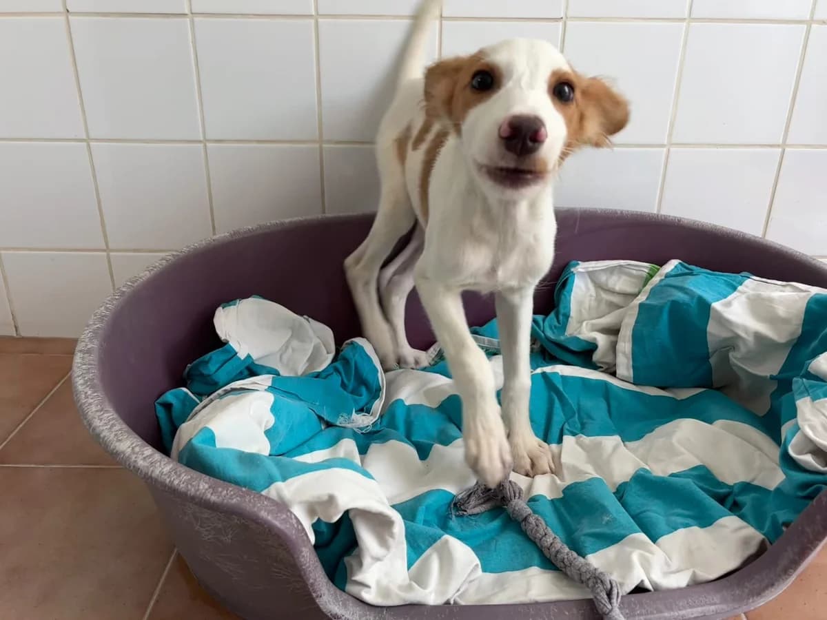 Eddie, male Mixed Breed for adoption at Stichting Puppy Rescue Team
