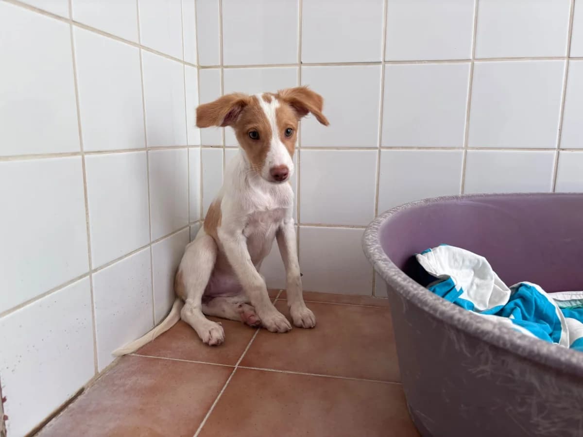 Emma, female Mixed Breed for adoption at Stichting Puppy Rescue Team