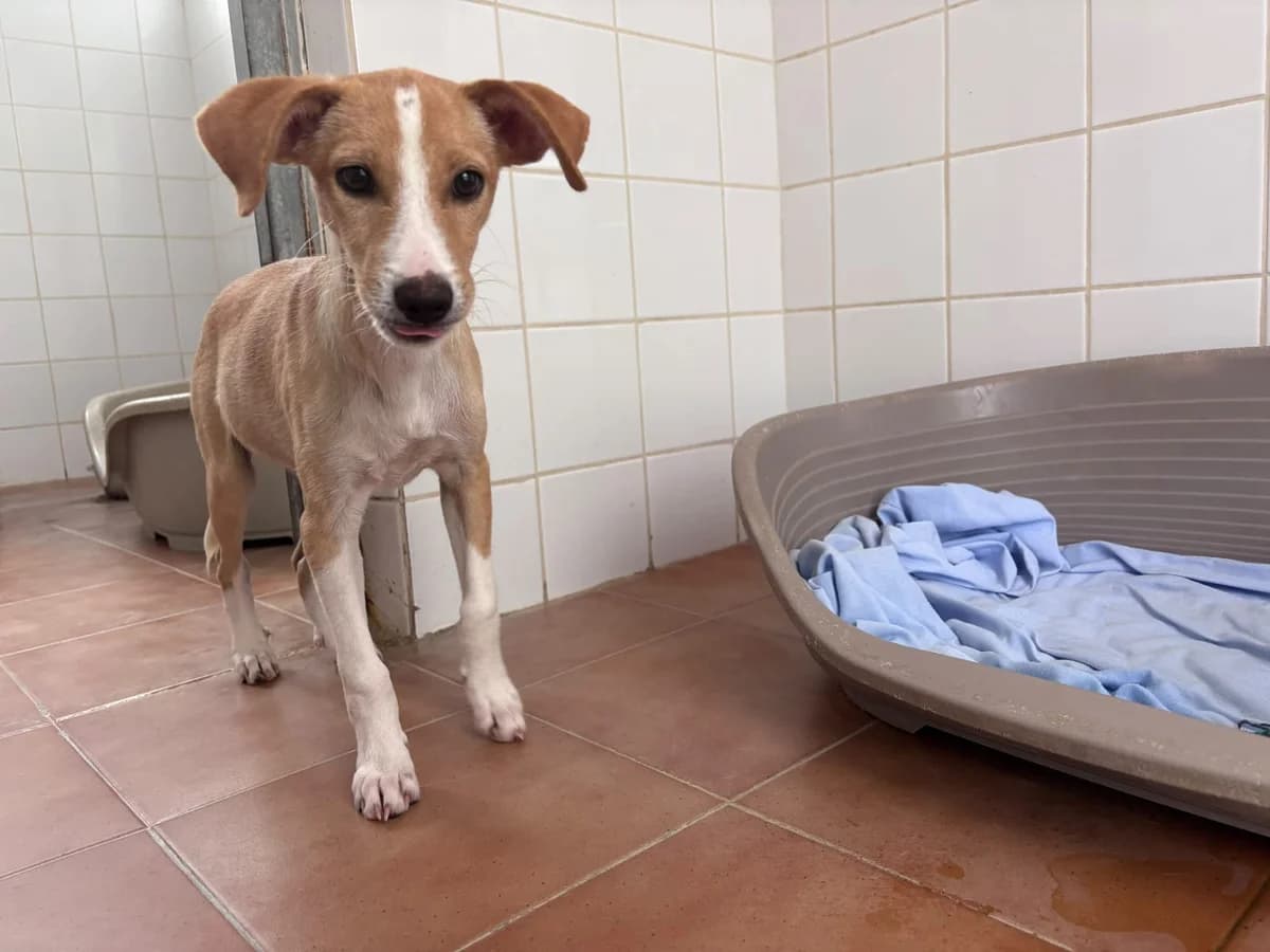 Eppo, male Mixed Breed for adoption at Stichting Puppy Rescue Team